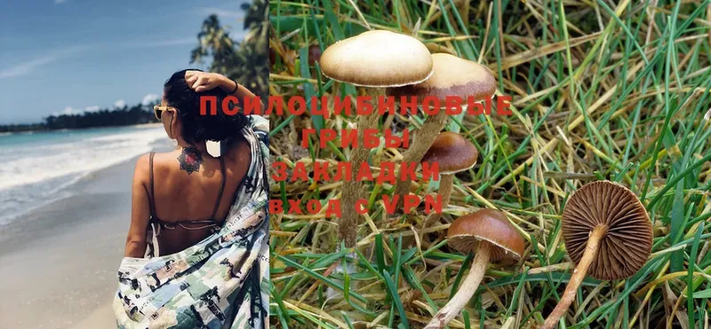 как найти наркотики  Валуйки  Псилоцибиновые грибы Psilocybe 